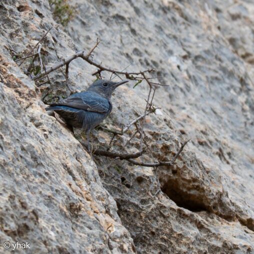 Blue Rock-Thrush perched among rocks at Noravank Monastery