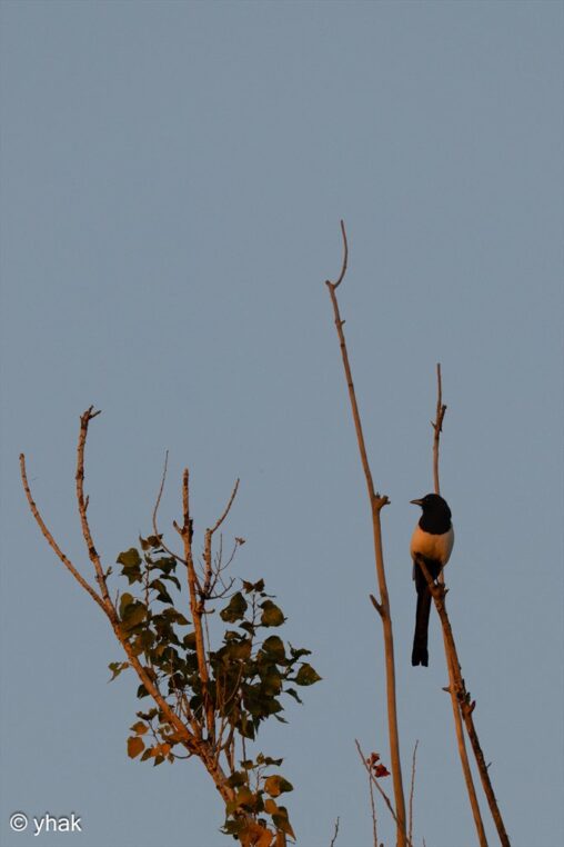 Magpie perched in a tree in pink sunset light at Tsitsernakaberd Park