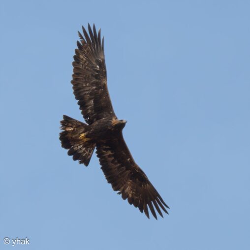 Golden Eagle banking in flight against a blue sky near Noravank Monastery