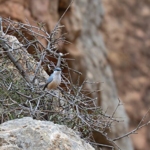 Rock Nuthatch among twigs and rocks at Noravank Monastery