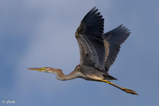 Purple Heron in flight against the sky near Lake Sevan