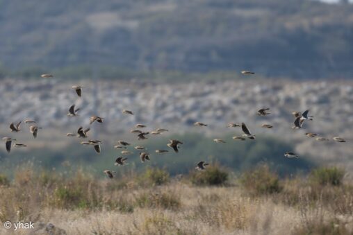 A flock of Calandra Larks flying over open ground at Norashen Reserve