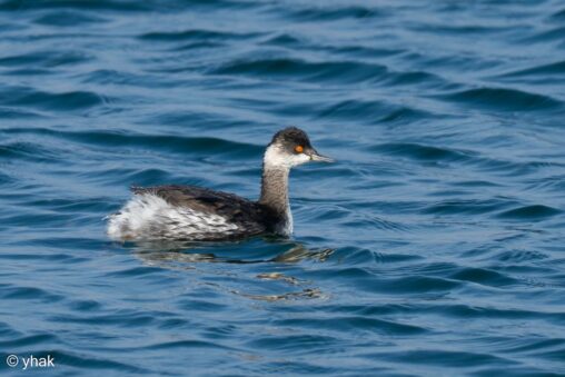 Black-Necked Grebe swimming on blue water at Norashen Reserve