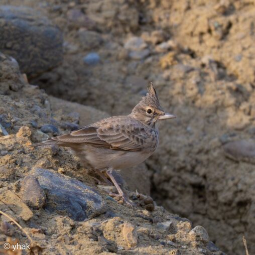 Crested Lark standing on the stony bank of Azat Reservoir