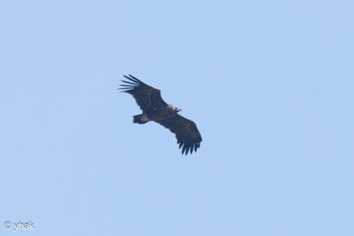 Eurasian Black Vulture soaring against a blue sky above Noa’s Garden